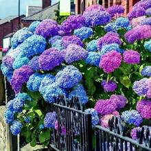 Semillas de Flores, Semillas de Lisianthus Morado, 100 Piezas, Semillas de Eustoma, Plantas Perennes, Plantas Florales para Balcón, Semillas de Flores en Maceta - 100 piezas - Ver 3