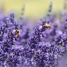 Set de Semillas de Lavanda para Cultivar Flores - 600 piezas - Ver 11