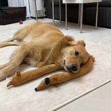 1个创意狗狗造型毛绒宠物玩具，耐啃咬，互动拔河玩具，洁牙玩具，宠物咀嚼玩具，益智拔河玩具 - 彩色 - 查看 9