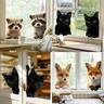 Tiere