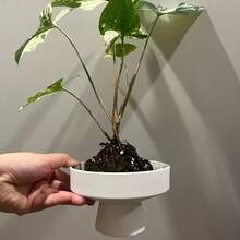 现代简约苔藓球种植套装 - 哑光陶瓷质感花盆，适用于水培（无排水孔），非常适合种植竹子、水稻、香蒲和菖蒲，轻质树脂材质，可用作桌面干果坚果容器或绿植种植盆，室内/室外家居装饰，适用于客厅、卧室、办公室，也可作为室内花园礼物赠送朋友。 - 陶瓷 - 查看 10