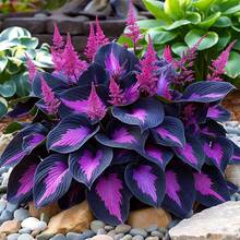 200 Black And Purple Non-GMO Perennial Hosta Flowers, Suitable Outdoor Garden Planting, Rich In Color, Easy To Grow In Gardens And Flower Pots - 100粒種子 - 查看 1