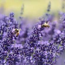 Set de Semillas de Lavanda para Cultivar Flores - 600 piezas - Ver 5