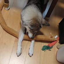 1个创意狗狗造型毛绒宠物玩具，耐啃咬，互动拔河玩具，洁牙玩具，宠物咀嚼玩具，益智拔河玩具 - 彩色 - 查看 7