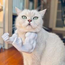 3D Printed Funny Pet Supplies, Neck Muscle Arm, Cat Dog Brush, Cat Clothes, Cat Games, Free Cat Gifts, Cat Toy Gifts, Bird Cage, Cat Clothes, Birds, Cat House, Cat Supplies, Aquarium, Gifts For Cats - Multicolor - View 8