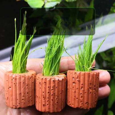 حلقات سيراميك للأحواض المائية، توفر دعم مستقر للمناظر الطبيعية في خزان الأسماك. حلقات الجاذبية مناسبة للنباتات المائية، حلقات التهوية، حلقات تثبيت النباتات المائية سهلة الاستخدام، قابلة للتطبيق في ترتيب وديكور المناظر الطبيعية