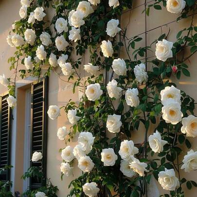 150 Semillas de Rosa Blanca Trepadora, Decoración Romántica para Bodas y Jardines, Flor Elegante de Verano, para Paredes, Vallas y Enrejados, Fácil de Cultivar, Semillas de Rosa Fragantes