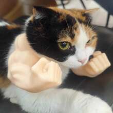 3D Printed Funny Pet Supplies, Neck Muscle Arm, Cat Dog Brush, Cat Clothes, Cat Games, Free Cat Gifts, Cat Toy Gifts, Bird Cage, Cat Clothes, Birds, Cat House, Cat Supplies, Aquarium, Gifts For Cats - Multicolor - View 15