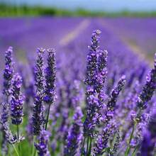 Set de Semillas de Lavanda para Cultivar Flores - 600 piezas - Ver 6