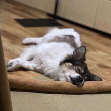 1个创意狗狗造型毛绒宠物玩具，耐啃咬，互动拔河玩具，洁牙玩具，宠物咀嚼玩具，益智拔河玩具 - 彩色 - 查看 5