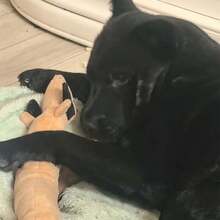 1个创意狗狗造型毛绒宠物玩具，耐啃咬，互动拔河玩具，洁牙玩具，宠物咀嚼玩具，益智拔河玩具 - 彩色 - 查看 10