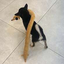 1个创意狗狗造型毛绒宠物玩具，耐啃咬，互动拔河玩具，洁牙玩具，宠物咀嚼玩具，益智拔河玩具 - 彩色 - 查看 8