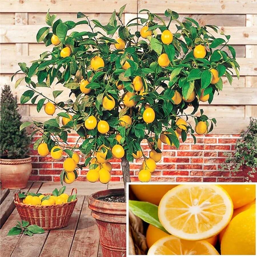 Árbol de Limón Enano Perenne - Más de 30 Semillas de Fruta No Modificada Genéticamente, Apto para Cultivo en Macetas de Alto Rendimiento en Terrazas o Balcones - 1 paquete - Ver 1