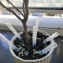 10/20入 植物根部通氣支撐架 花盆通風排水管 防止根腐病 改善土壤通氣 施肥工具 適用於室內外盆栽園藝 盆景 多肉植物 蔬菜種植用品 - 多色 - 查看 9