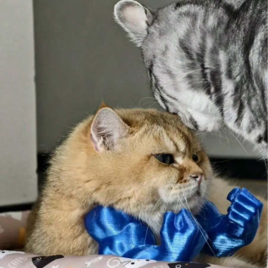 3D Printed Funny Pet Supplies, Neck Muscle Arm, Cat Dog Brush, Cat Clothes, Cat Games, Free Cat Gifts, Cat Toy Gifts, Bird Cage, Cat Clothes, Birds, Cat House, Cat Supplies, Aquarium, Gifts For Cats