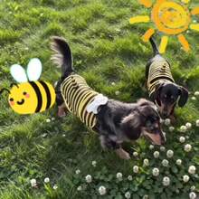 Bộ đồ hóa trang ong dễ thương cho chó cưng, đồ bơi cho chó nhỏ, bộ đồ bơi thoải mái và có thể điều chỉnh cho cún con, trang phục mềm mại cho thú cưng đi biển, hồ bơi. - màu đen - Xem 5