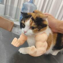 3D Printed Funny Pet Supplies, Neck Muscle Arm, Cat Dog Brush, Cat Clothes, Cat Games, Free Cat Gifts, Cat Toy Gifts, Bird Cage, Cat Clothes, Birds, Cat House, Cat Supplies, Aquarium, Gifts For Cats - Multicolor - View 9