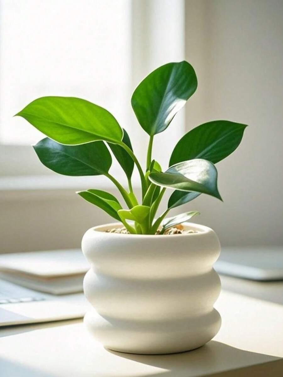 白色陶瓷花盆带托盘，北欧简约奢华兰花多肉植物小花盆带底座，简约白色家居创意绿植花盆 - multicolour - 查看 1