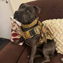 狗狗胸背带项圈牵引绳套装,适合小型、中型和大型犬种 - 耐用尼龙面料搭配结实金属扣 - 彩色 - 查看 9