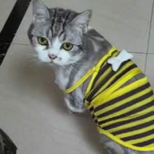 Bộ đồ hóa trang ong dễ thương cho chó cưng, đồ bơi cho chó nhỏ, bộ đồ bơi thoải mái và có thể điều chỉnh cho cún con, trang phục mềm mại cho thú cưng đi biển, hồ bơi. - màu đen - Xem 7