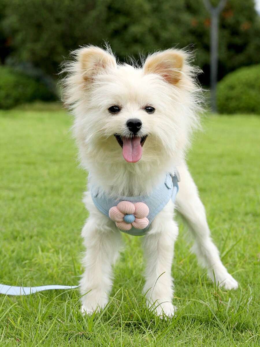 小型犬背心式牵引绳，适用于小型犬、泰迪犬、比熊犬、博美犬等，特制胸带式幼犬牵引绳，遛狗绳 - 藍色 - 查看 1