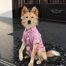 狗狗主题服装，尼克·王尔德风格的网红穿搭，粉色碎花衬衫和领带。 - 彩色 - 查看 4