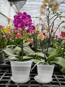 5 piezas, Maceta para orquídeas, Maceta especial con control de raíces para orquídeas, Macetas transparentes para orquídeas con agujeros, cestas de malla ranurada para plantar y trasplantar plantas de flores - Múltiples estilos - Ver 4