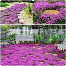 392 Pcs Purple Carpet Creeping Thyme Ground Cover Plant , Suitable For Planting - Red Magic Perennial Flower Garden Greening , Suitable For Gardens---Each Package With Products Name Label - 預設 - 查看 3