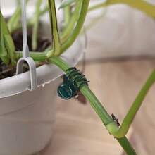 100/50/30/10pcs Orchid Clips, Vine Clips, Gardening Clips, Phalaenopsis Clips, Decorative Clips, Plant Gardening Fixing Clips - Dark Green - View 5