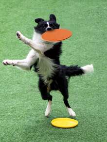 Flying Disc For Dog Training, Interactive Outdoor Flying Saucer Fetch Toy For Aggressive Chewers - Multicolor - View 11