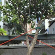 3/5Pcs Tree Support Straps, Premium Tree Support Straps For Supporting Newly Planted Trees, Leaning Trees And Wind Protection - Multicolor - View 8