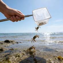 人間工学に基づいたハンドルが付いた、ステンレス製の折りたたみ式漁網1個 - 小型魚、水槽、池、家庭での使用に適した頑丈な3Dメッシュ - 観賞魚専用に設計された耐腐食性安全ネット。 - 漁網1個 - チェックする 6