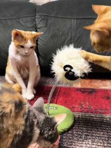 1 pieza Nueva Tabla rascadora multifuncional inteligente y creativa, duradera y resistente a los arañazos, con base de hierba, muelle oscilante, muñeca de peluche de oveja/vaca móvil, palito de hierba gatera, adecuada para gatos medianos/grandes, suministros para mascotas de interior, sin batería, ideal para entretenimiento solitario, interacción, entrenamiento de alimentación lenta, consumo de energía, liberación de instinto, alivio del aburrimiento, reducción de comportamiento destructivo, gran regalo para el cumpleaños de gato/perro - Multicolor - Ver 6