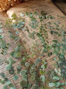 6pcs/Pack Vintage Green Plant Eucalyptus Leaf PVC Waterproof Decorative Stickers, DIY Collage Craft Supplies Scrapbook Supplies Scrapbooking - DT1734 - View 4