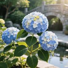 30 piezas de semillas de hortensias mixtas, adecuadas para plantas de interior en macetas, bordes de flores en patios, aptas para áreas semi-sombreadas, plantación en tierra, color de flor suave universal, período de floración continua, variedad ornamental para paisajismo del hogar. - 30 unidades/semilla - Ver 6