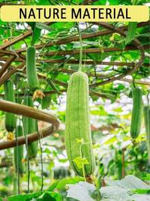 2pcs/1pc Natural Organic Luffa Sponge, Strong Exfoliating Body & Back Scrubber, For Men & Women, SPA, Beauty, Daily Bathing - Multicolor - View 2