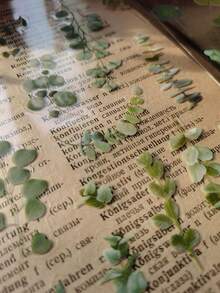6pcs/Pack Vintage Green Plant Eucalyptus Leaf PVC Waterproof Decorative Stickers, DIY Collage Craft Supplies Scrapbook Supplies Scrapbooking - DT1734 - View 8