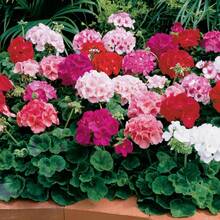 100 Mixed Geranium Seeds For Planting - Perennial Flowering Geranium Plant For Garden And Home - 100pcs - 查看 1