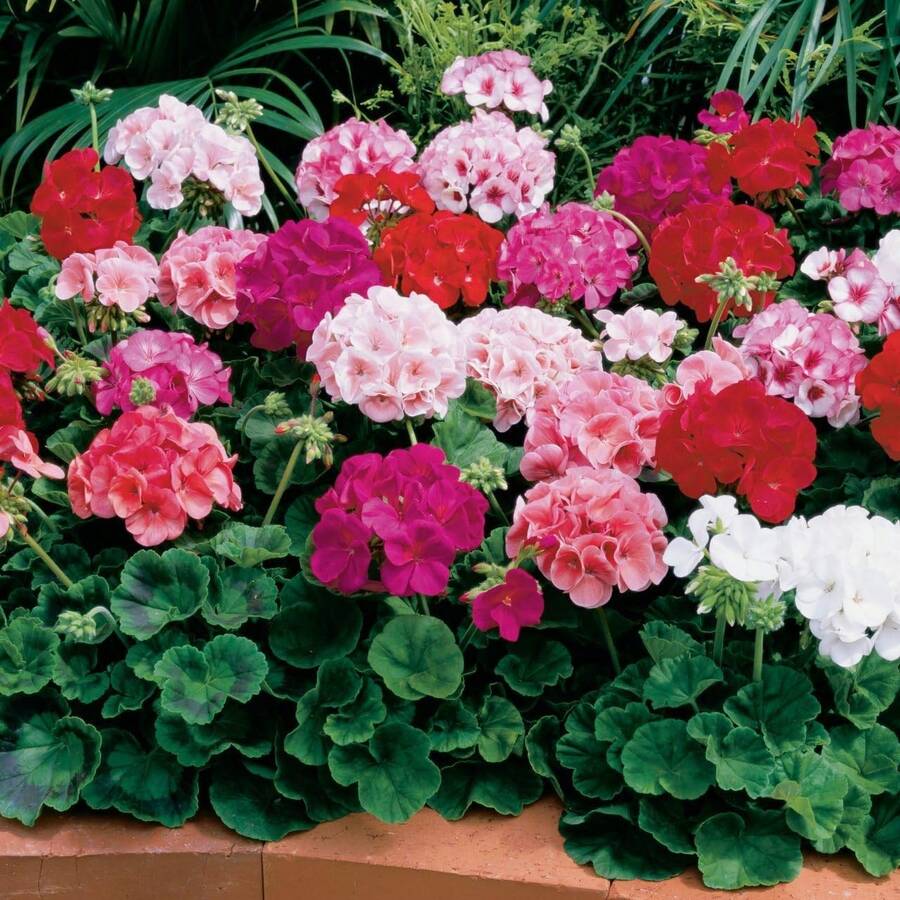 100 Mixed Geranium Seeds For Planting - Perennial Flowering Geranium Plant For Garden And Home - 100pcs - 查看 1