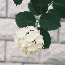 30 piezas de semillas de hortensias mixtas, adecuadas para plantas de interior en macetas, bordes de flores en patios, aptas para áreas semi-sombreadas, plantación en tierra, color de flor suave universal, período de floración continua, variedad ornamental para paisajismo del hogar. - 30 unidades/semilla - Ver 2