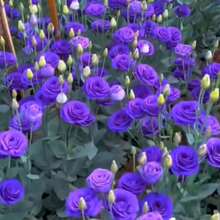 Semillas de Flores, Semillas de Lisianthus Morado, 100 Piezas, Semillas de Eustoma, Plantas Perennes, Plantas Florales para Balcón, Semillas de Flores en Maceta - 100 piezas - Ver 7