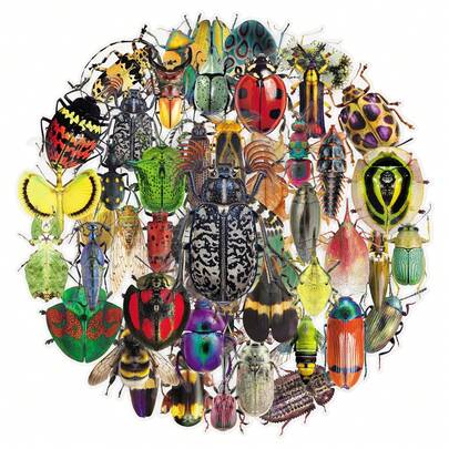 50张趣味透明昆虫贴纸，复古逼真昆虫贴纸，可爱卡通贴纸，防水PET贴纸，适用于水瓶、电脑、笔记本电脑、手机、行李箱、笔记本、冰箱等。