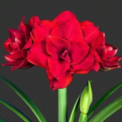 Amarilis Perla Negra, Bulbo de Hippeastrum en flor, Fácil de cultivar