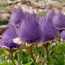 68+ Cloud Fireworks Princess Rare Perennial Flower Suitable Garden Planting - 70 Items - View 2