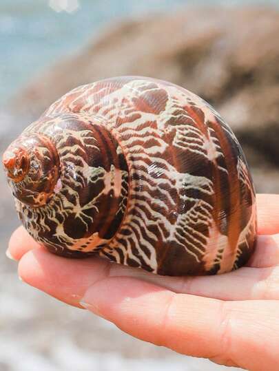 موسم الزفاف نص قديم قوقعة، عين القط، رونجلو، صدفة طبيعية، بلح البحر، حوض السمك، تنسيق المناظر الطبيعية، ديكور المنزل، صدفة ملتفة، سرطان البحر، لاستخدام ديكور المنزل، أثاث المنزل، إكسسوارات حوض السمك، إكسسوارات تصوير المناظر الطبيعية، ديكورات منزلية