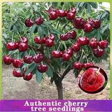 Black Cherry Landscape Tree Flowers And Fruits Very Easy To Care Ling  Ready To Plant (1 Cherry Tree L)Only - 1 cây anh đào con ba năm tuổi - Xem 1