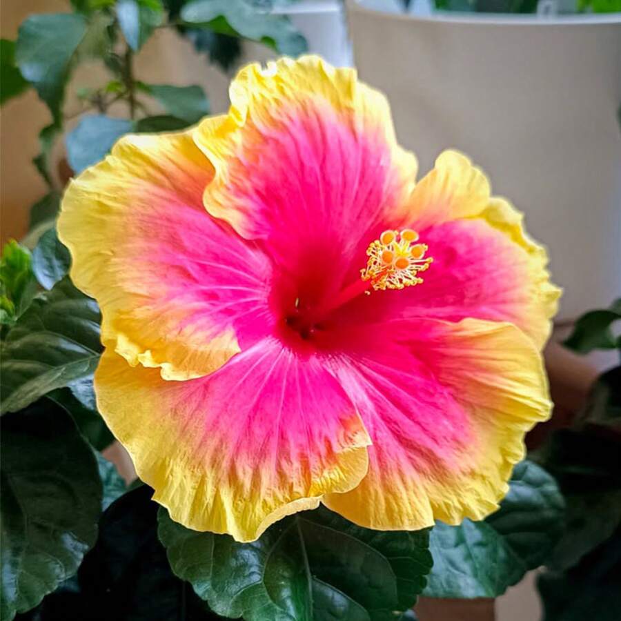 30+ Hibiscus  Planting - Colorful Perennial Flower  Growing In Home Garden - 30 - View 1