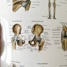 Muscle System Anatomy Chart - Frameless Human Muscle Anatomy Poster, Suitable For Fitness And Exercise Education Sticker - A - View 10