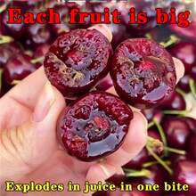 Black Cherry Landscape Tree Flowers And Fruits Very Easy To Care Ling  Ready To Plant (1 Cherry Tree L)Only - 1 cây anh đào con ba năm tuổi - Xem 5