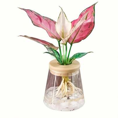 2个塑料水培花盆，仿玻璃小花盆，带塑料盖